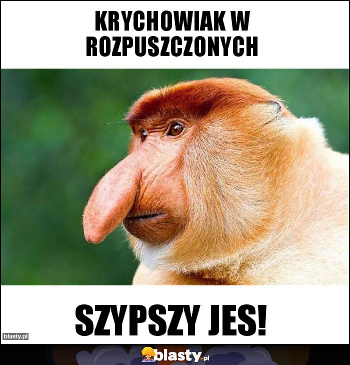 Krychowiak w rozpuszczonych