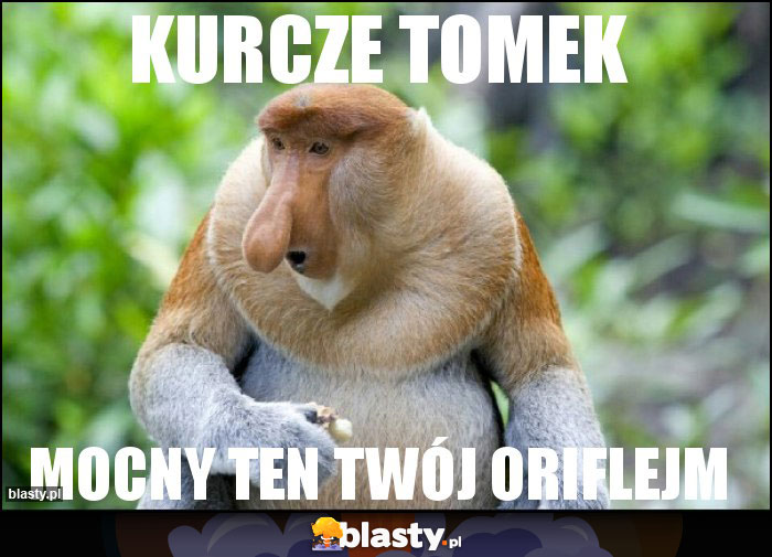 kurcze TOMEK