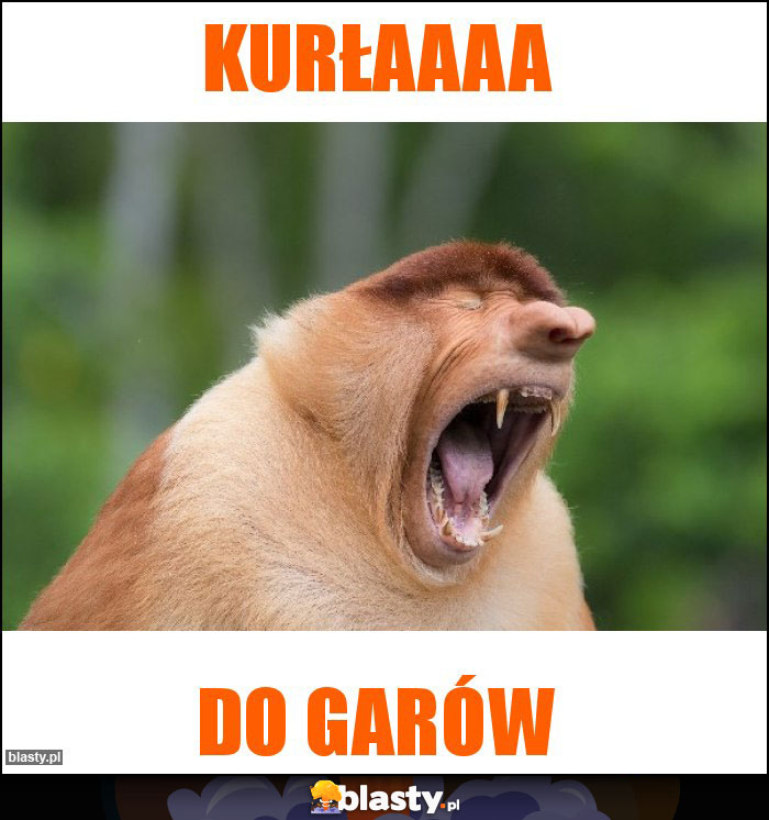 Kurłaaaa