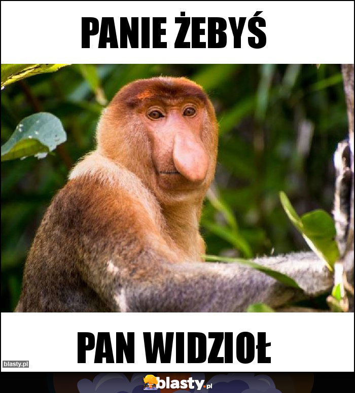 Panie żebyś