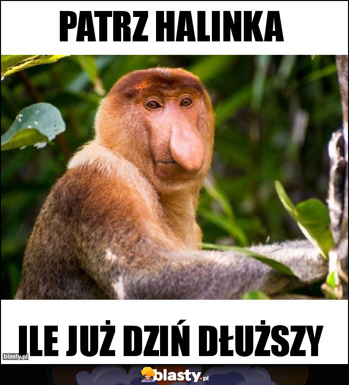 Patrz Halinka