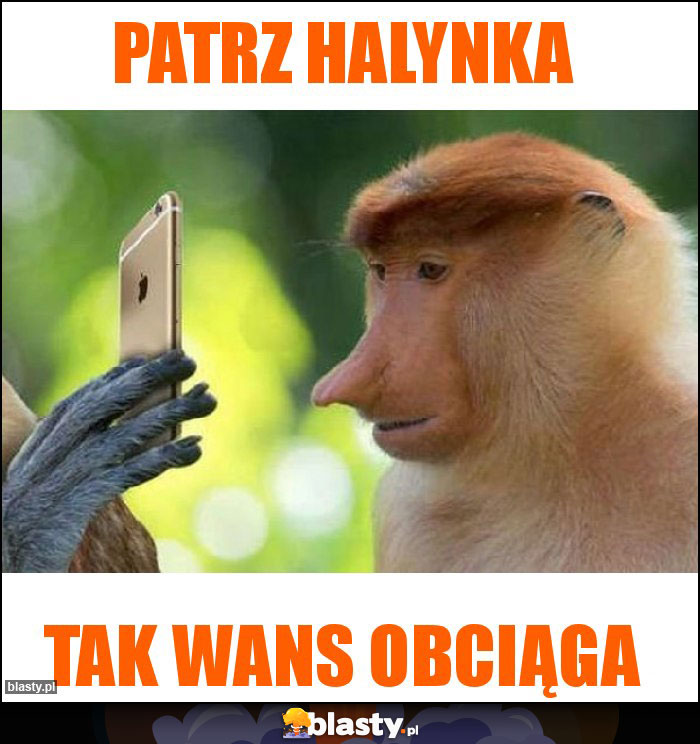 Patrz halynka