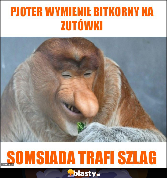 Pjoter wymienił bitkorny na zutówki