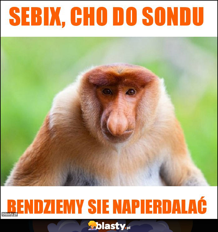 Sebix, cho do sondu