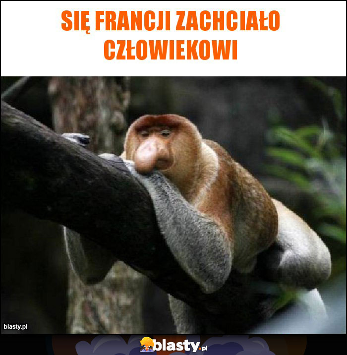 się francji zachciało człowiekowi