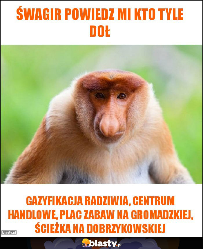 śwagir powiedz mi kto tyle doł