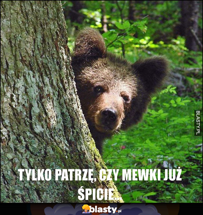 Tylko patrzę, czy Mewki już śpicie...