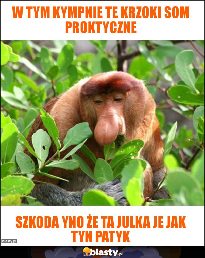 W tym kympnie te krzoki som proktyczne