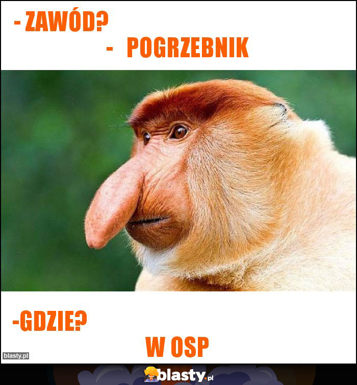 - Zawód?                                                      -   Pogrzebnik