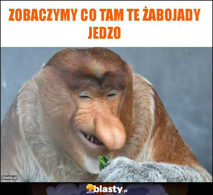 zobaczymy co tam te żabojady jedzo