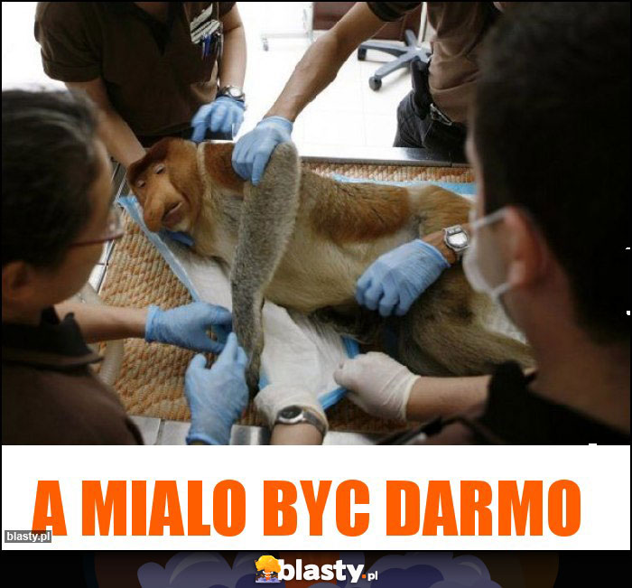 A mialo byc darmo