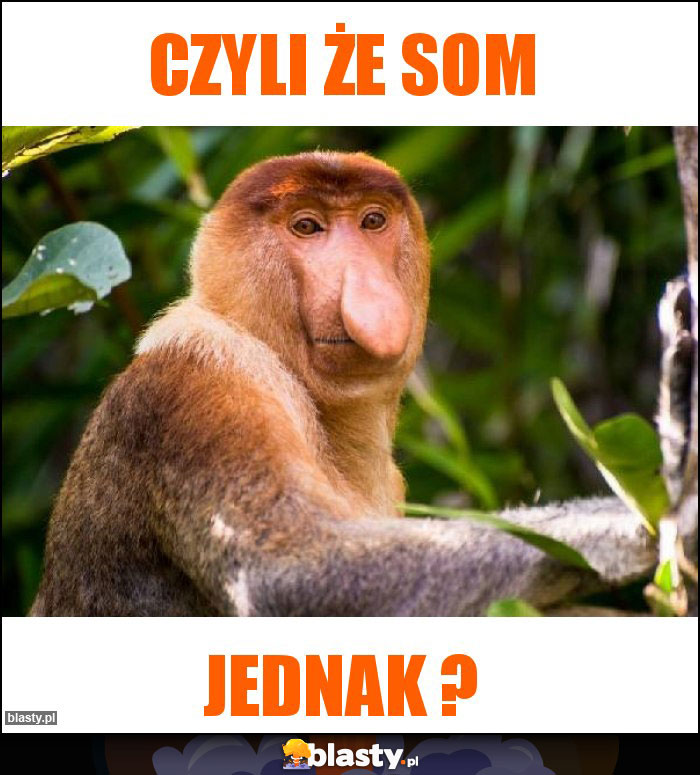 czyli że som