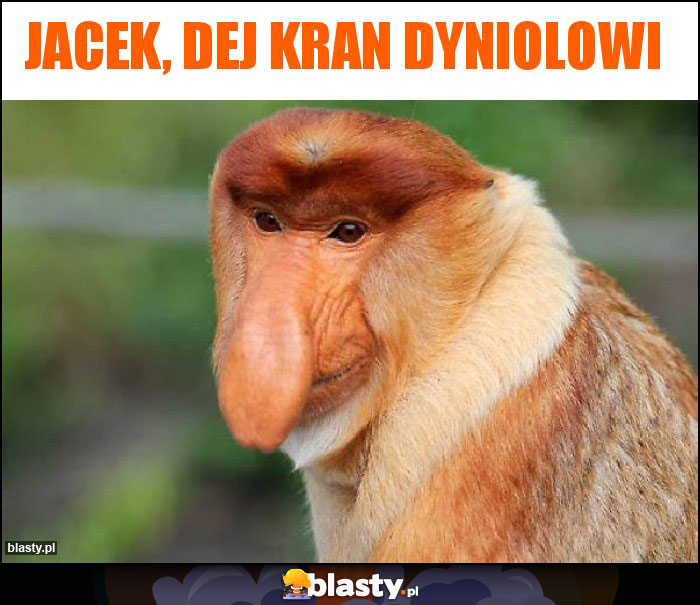 Jacek, Dej kran dyniolowi