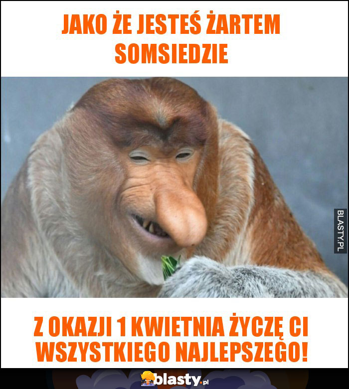 Jako że jesteś żartem somsiedzie