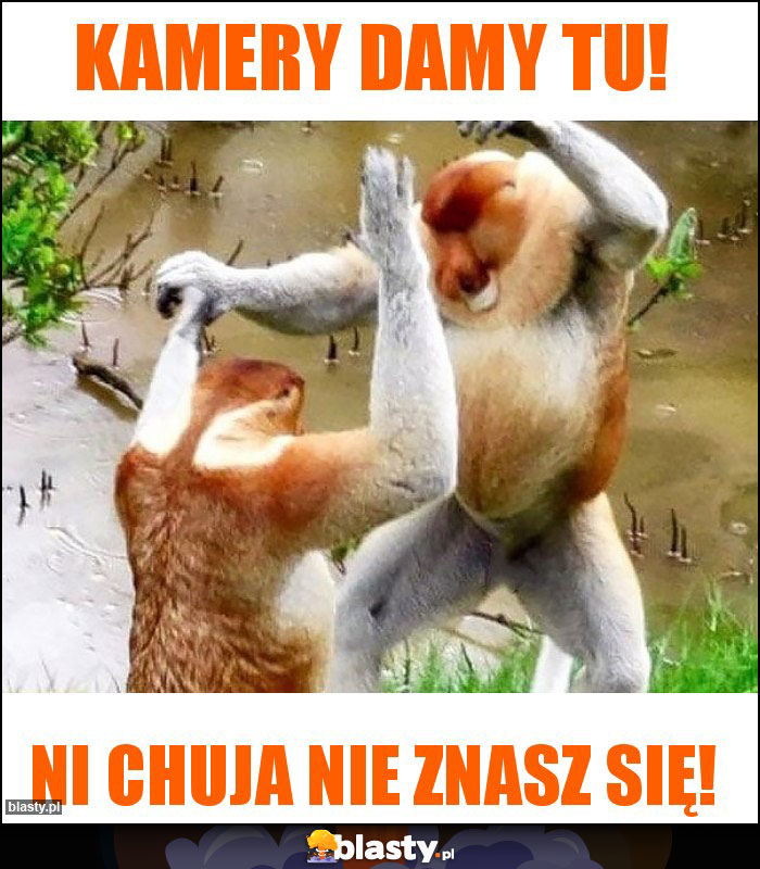 Kamery damy tu!