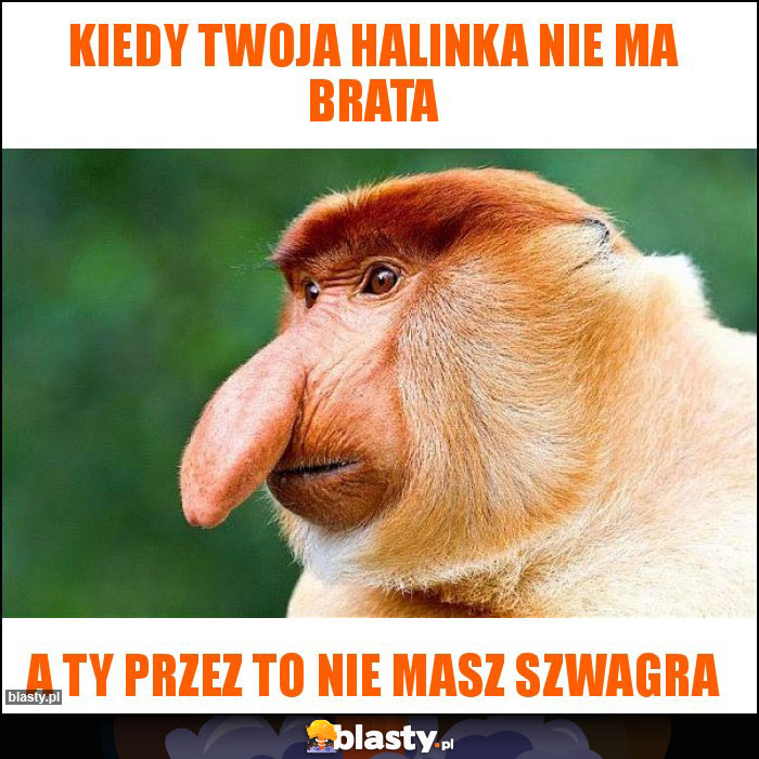 Kiedy twoja Halinka nie ma brata