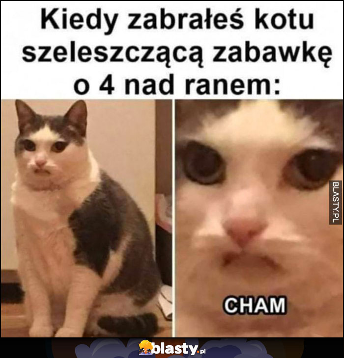 Kiedy zabrałeś kotu szeleszczącą zabawkę o 4 nad ranem obrażony cham