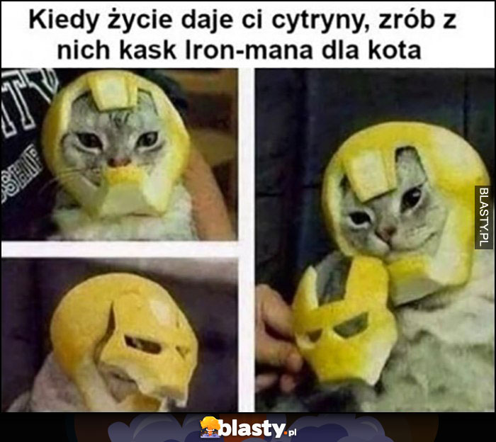 Kiedy życie daje ci cytryny zrób z nich kask Iron-mana dla kota