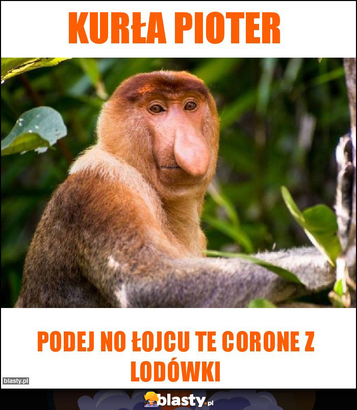 Kurła pioter