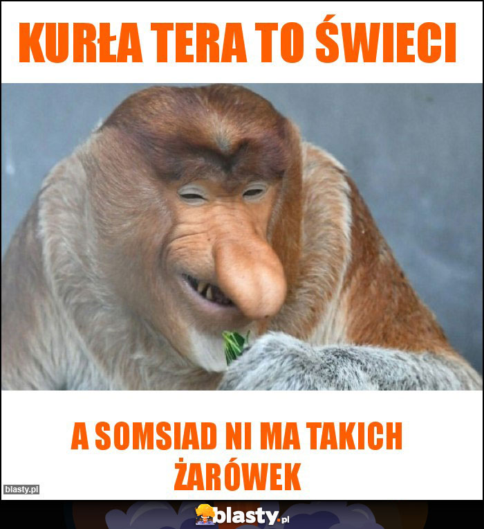 kurła tera to świeci