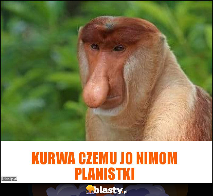 Kurwa czemu jo nimom planistki