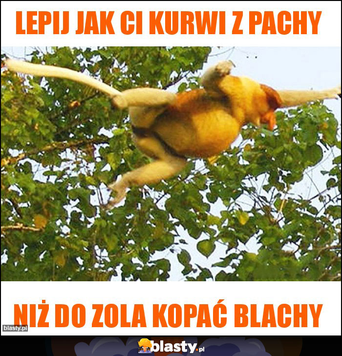 LEPIJ JAK CI KURWI Z PACHY