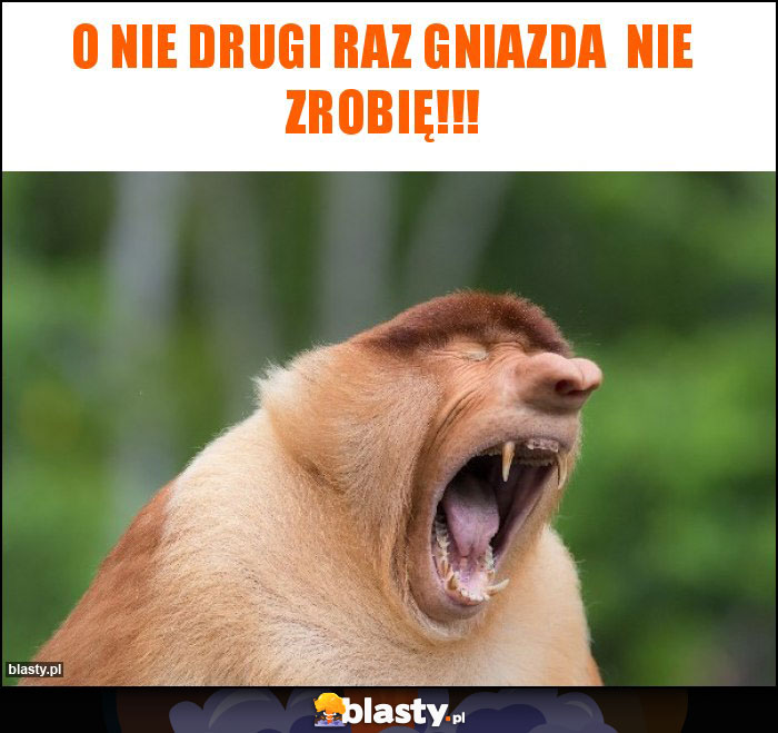 O nie drugi raz gniazda  nie zrobię!!!