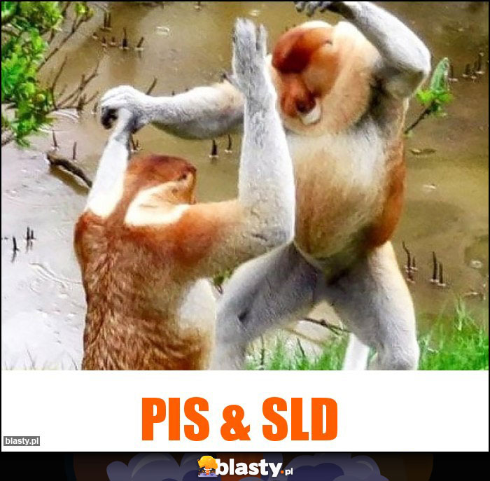 PiS & SLD