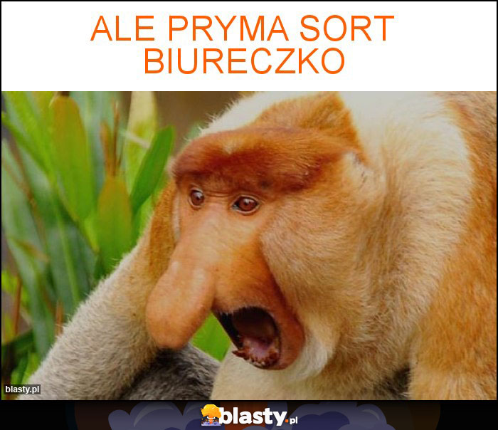 Ale pryma sort biureczko