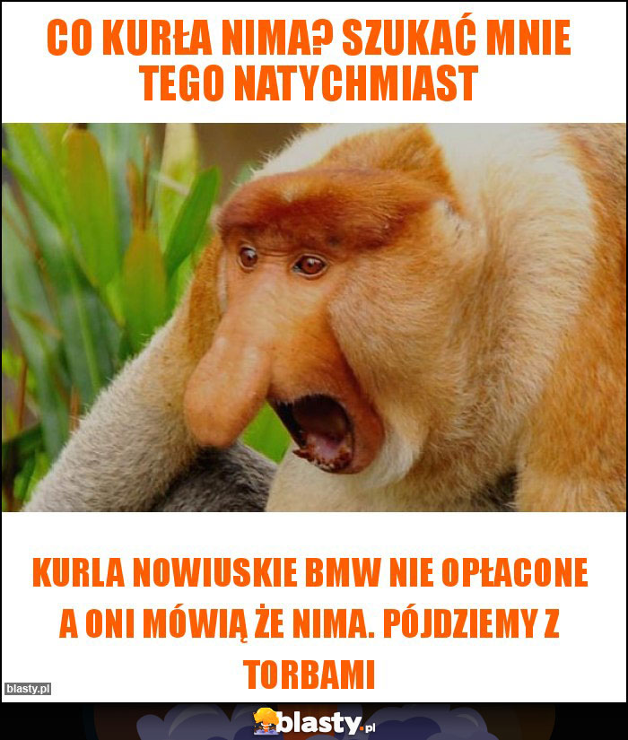 CO KURŁA NIMA? SZUKAĆ MNIE TEGO NATYCHMIAST