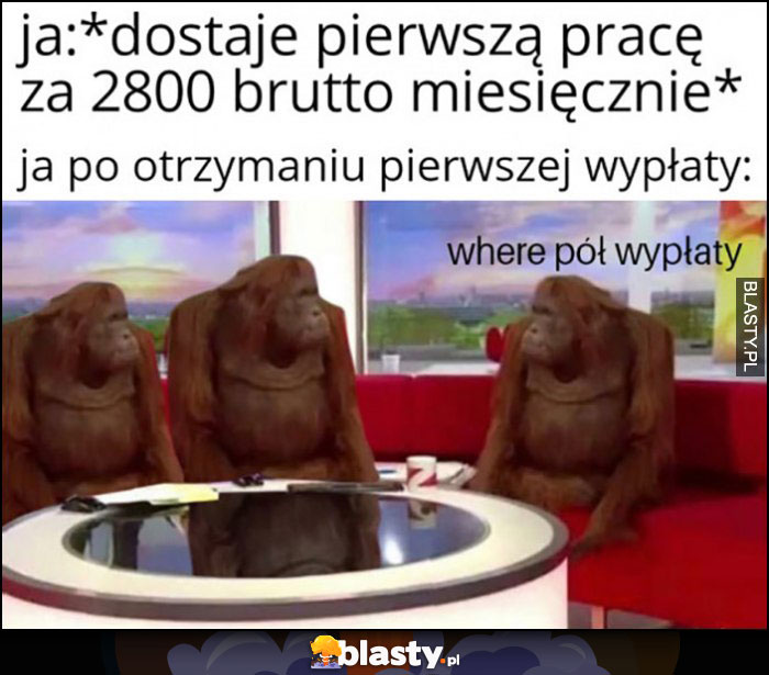 Dostaję pierwszą pracę za 2800 brutto, ja po otrzymaniu pierwszej wypłata: where pół wypłaty małpa goryl