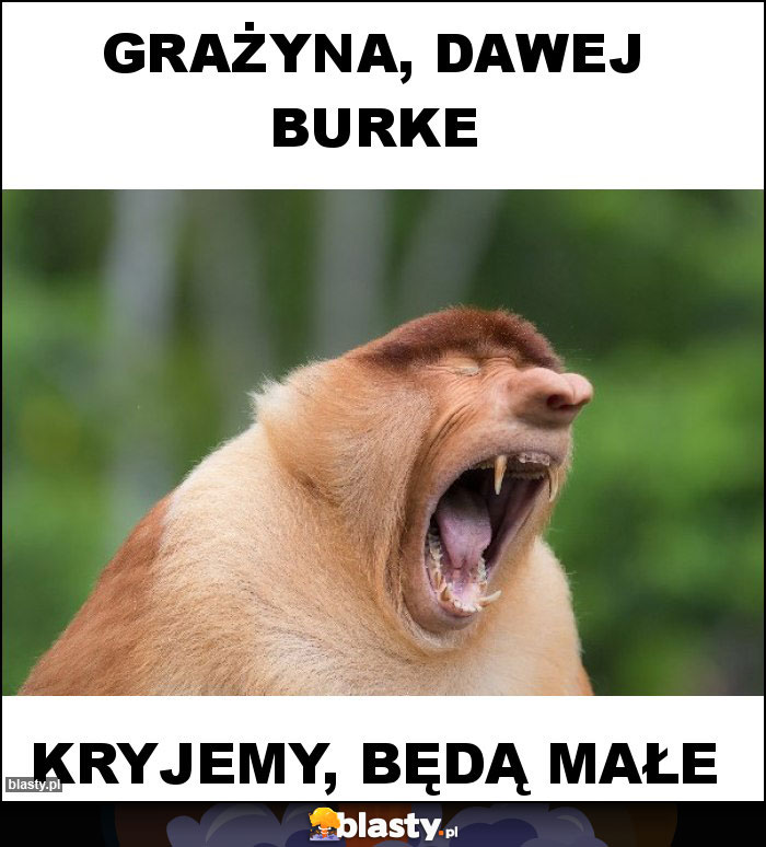 Grażyna, dawej burke