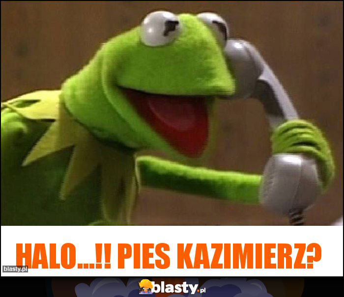 Halo...!! Pies kazimierz?