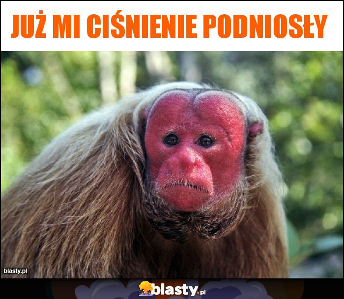 Już mi ciśnienie podniosły