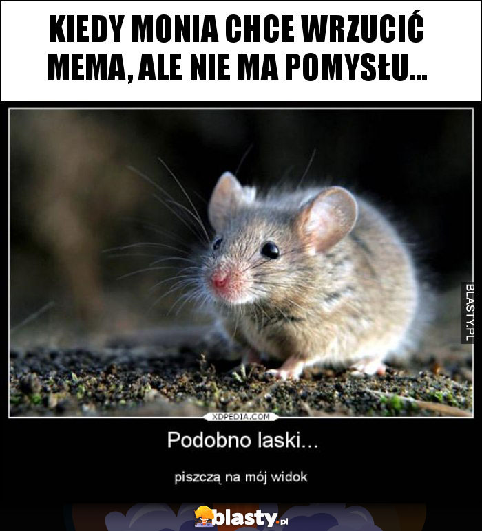 Kiedy Monia chce wrzucić mema, ale nie ma pomysłu...