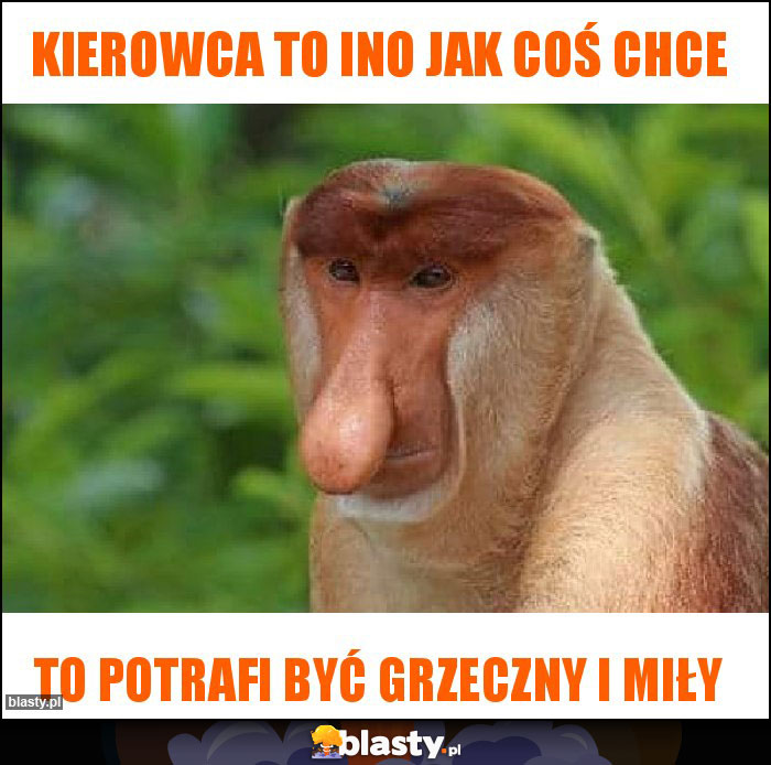 Kierowca to ino jak coś chce