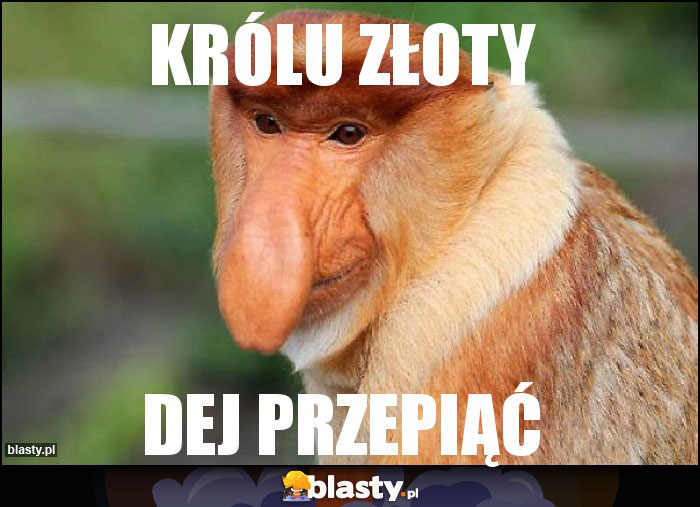 królu złoty