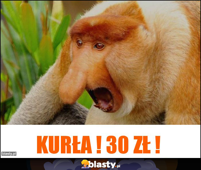 Kurła ! 30 zł !