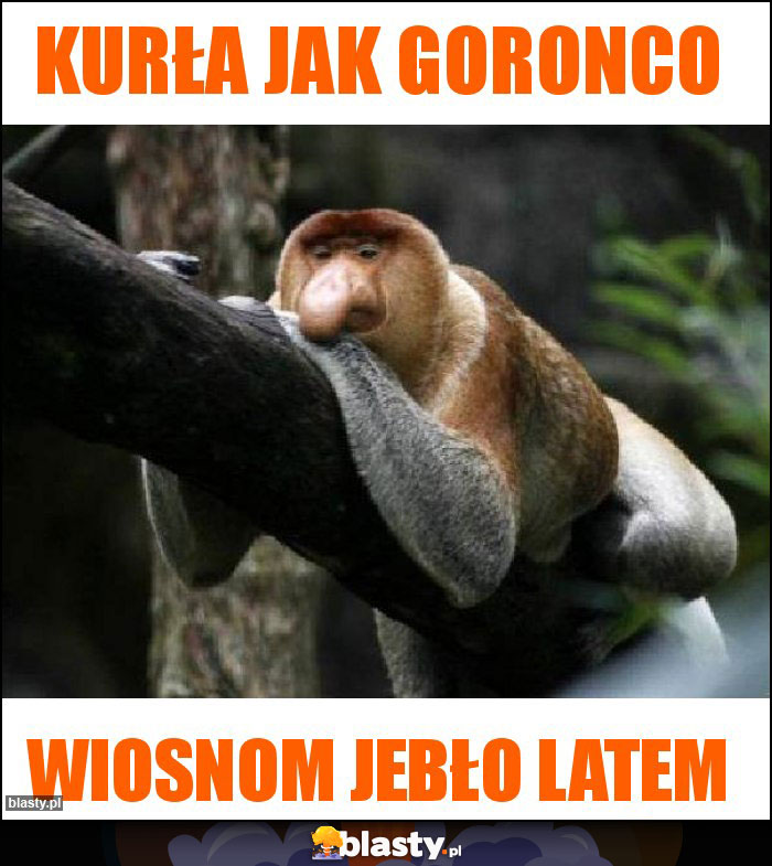 Kurła jak goronco