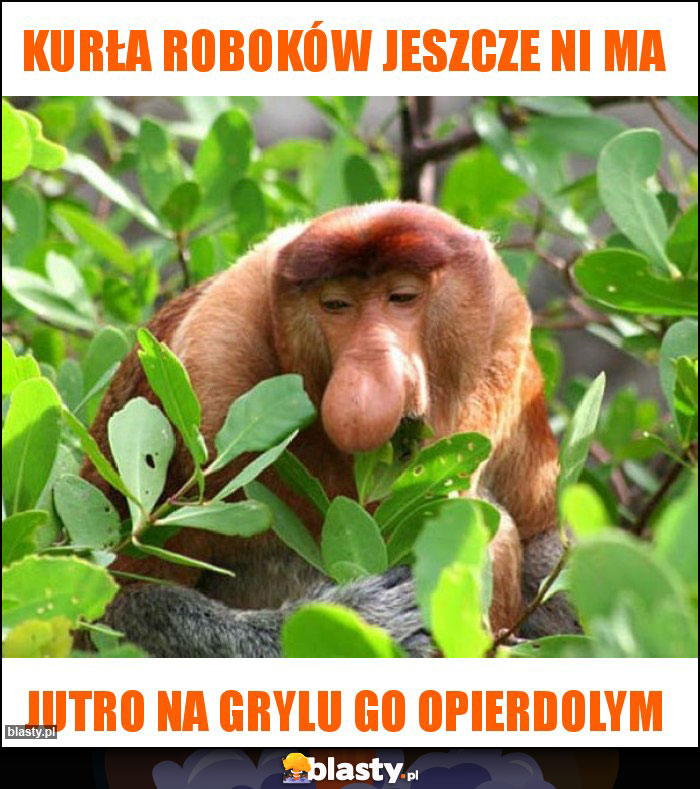 KURŁA ROBOKÓW JESZCZE NI MA