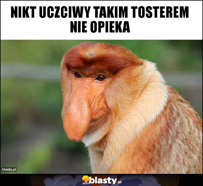 Nikt uczciwy takim tosterem nie opieka