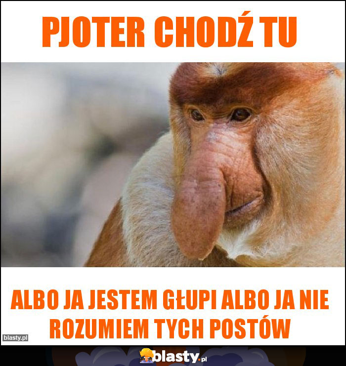 Pjoter chodź tu