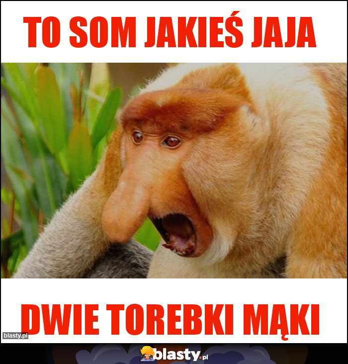 TO SOM JAKIEŚ JAJA