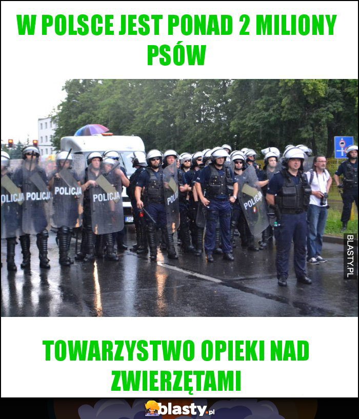 W Polsce jest ponad 2 miliony psów