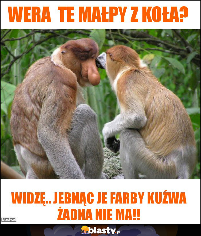 Wera  te małpy z koła?