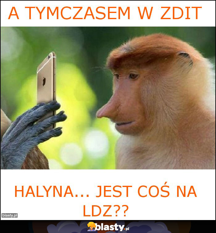 a tymczasem w ZDIT