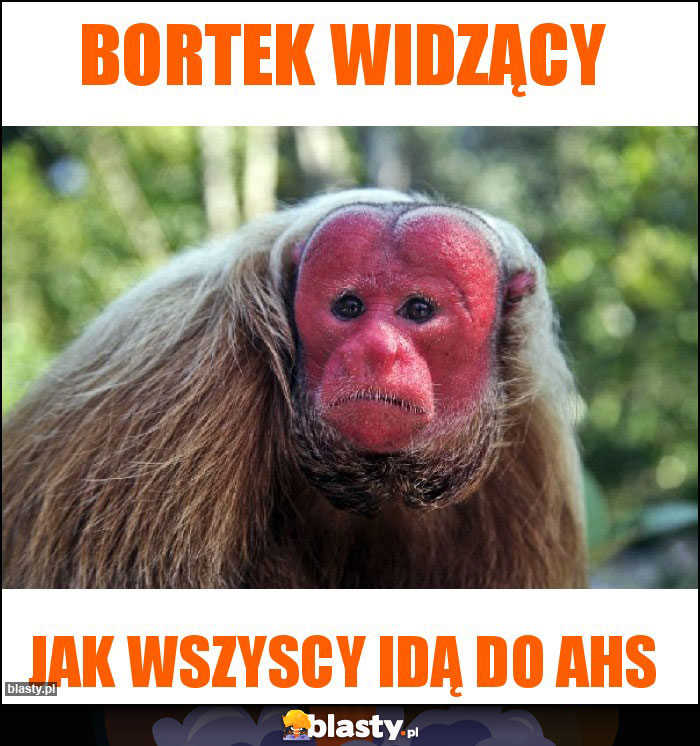 Bortek widzący