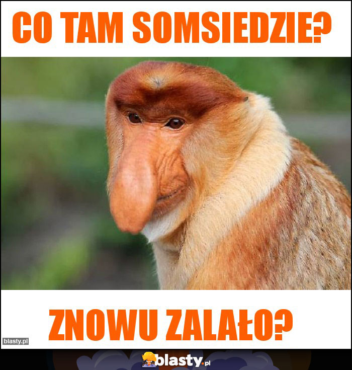 Co tam somsiedzie?