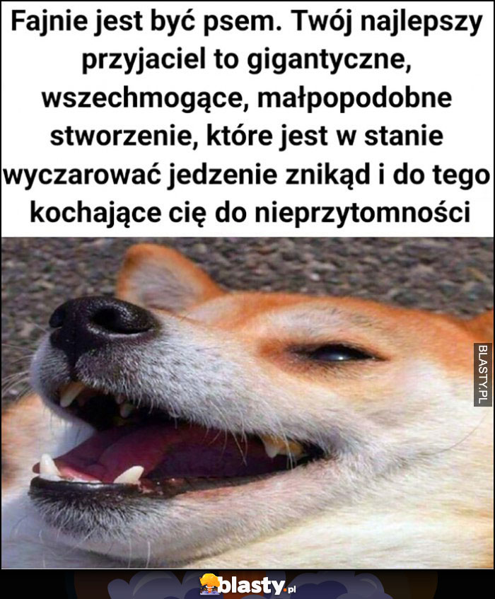 Fajnie jest być psem, Twój przyjaciel człowiek to gigantyczne wszechmogące stworzenie które wyczaruje jedzenie znikąd i kocha cię do nieprzytomności