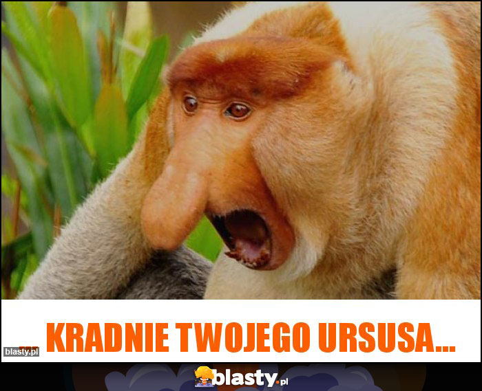 ... kradnie Twojego ursusa...